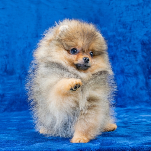 Pomeranian puppies internet size 05
